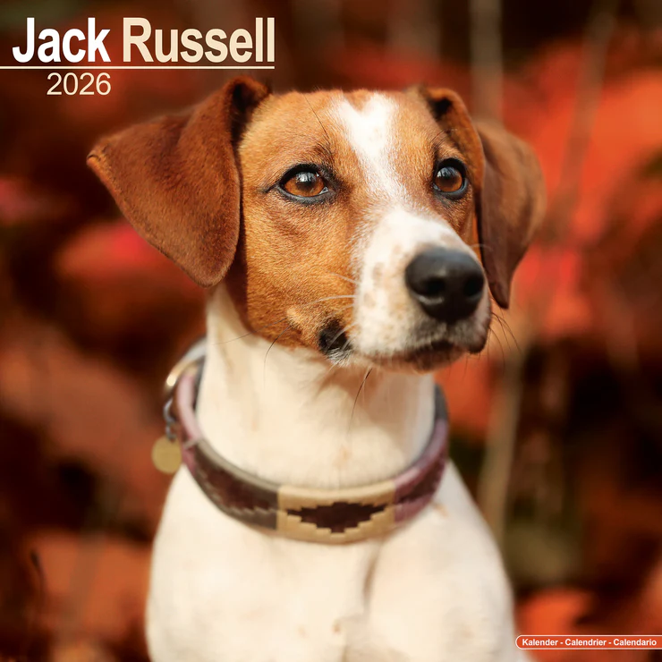 Calendar 2025 Jack Russell Terrier
