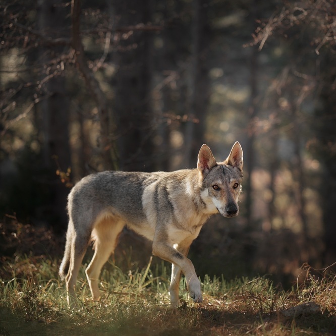Ein Tschechoslowakischer Wolfshund mit hellem Fell und spitzem Gesicht steht auf einer Wiese vor Bäumen.