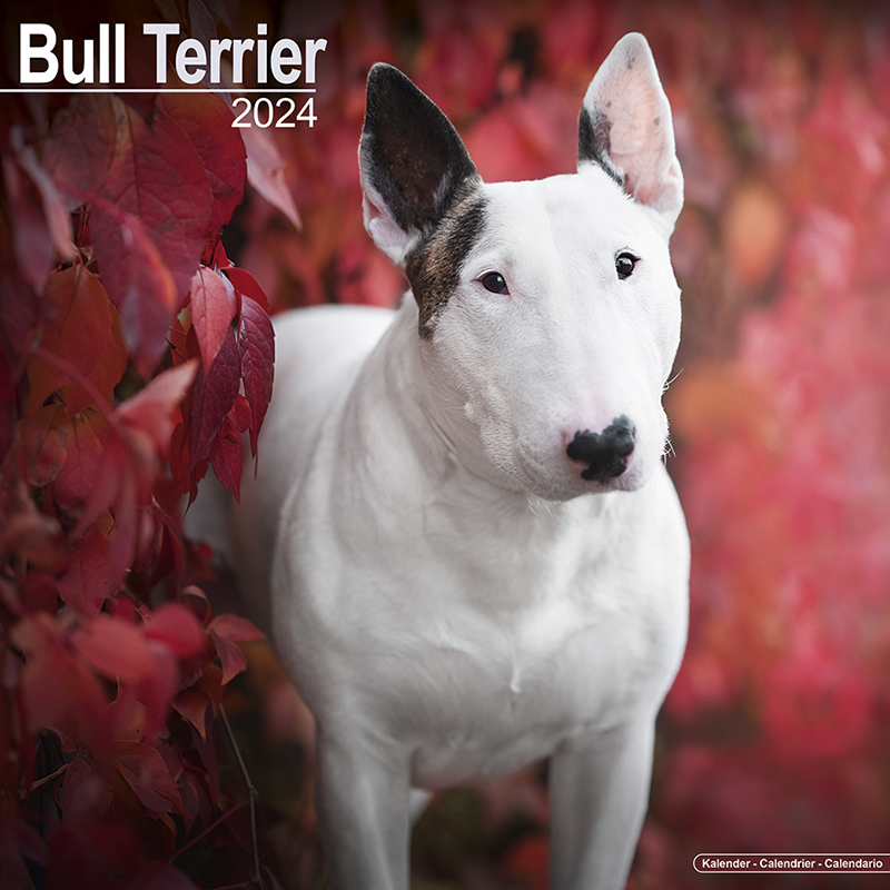 Kalender 2024 Bull Terrier - Bullterrier