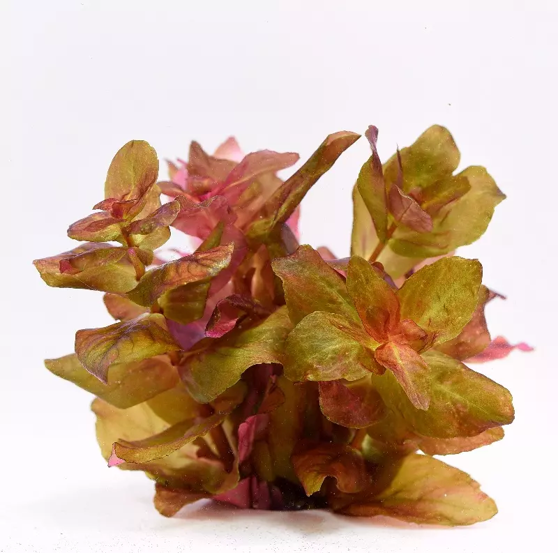 Rotala macrandra In-Vitro