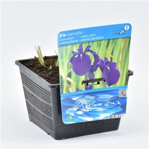 Vaso nero con pianta acquatica Iris kaempferi, l'etichetta mostra fiori viola e increspature d'acqua.