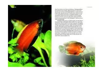 z-fische NTV - Zwergfadenfische