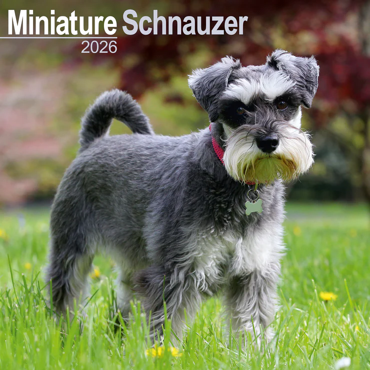 Calendar 2025 - Miniature Schnauzer