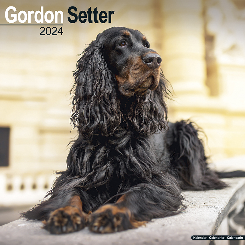 Calendrier 2024 Gordon Setter