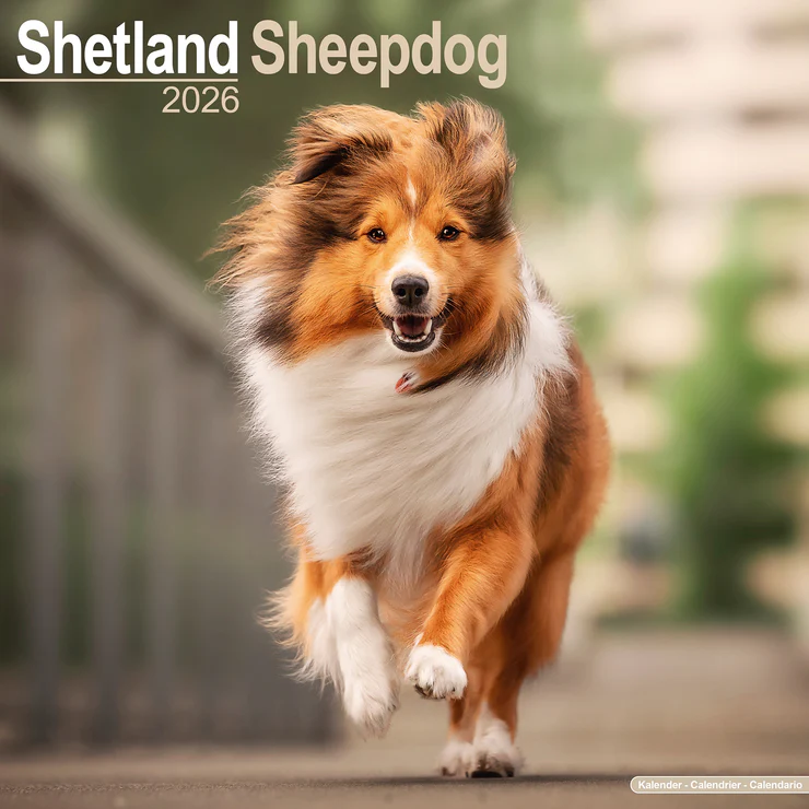 Calendrier 2025 Shetland Sheepdog