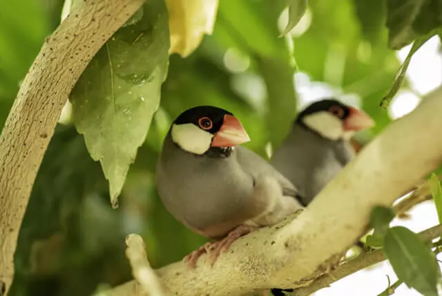 Vogel allgemein - Welche gesetzliche Bestimmungen müssen beachtet werden?