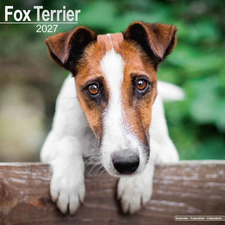 Calendrier 2026 Fox Terrier