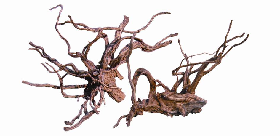 Rote Moorwurzel - Spiderwood