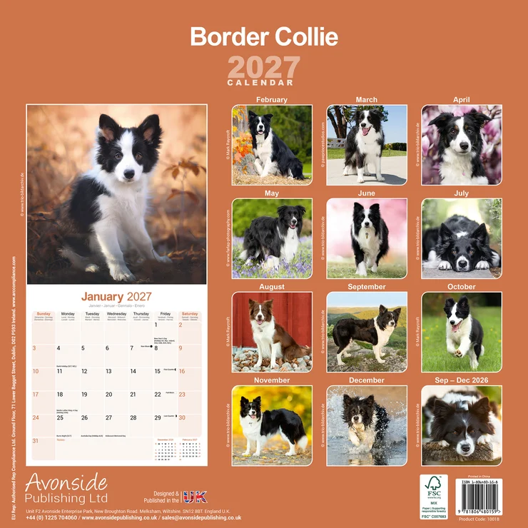 Kalender 2027 Border Collie