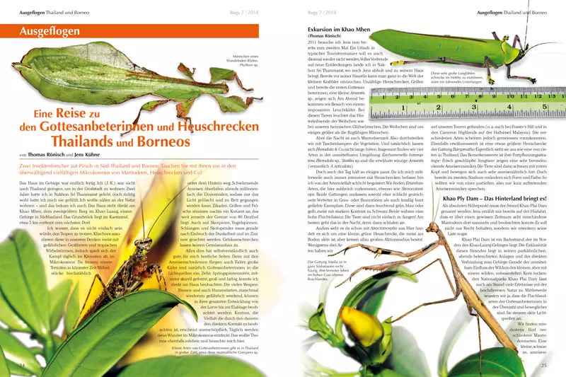 Bugs Nr. 07 - Bunte Vogelspinnen