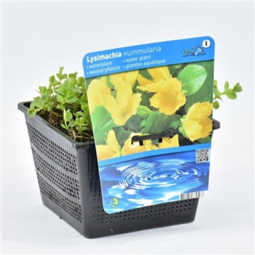 Una pianta acquatica di Lysimachia nummularia in un vaso di plastica nero forato con etichetta.