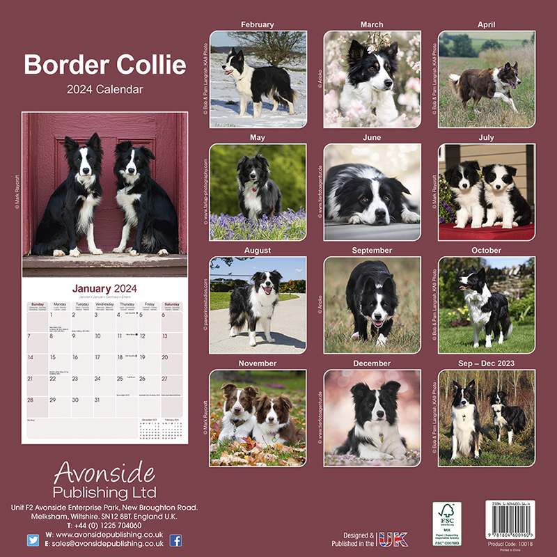 Calendar 2024 Border Collie