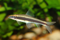 Siamesische Rüsselbarbe