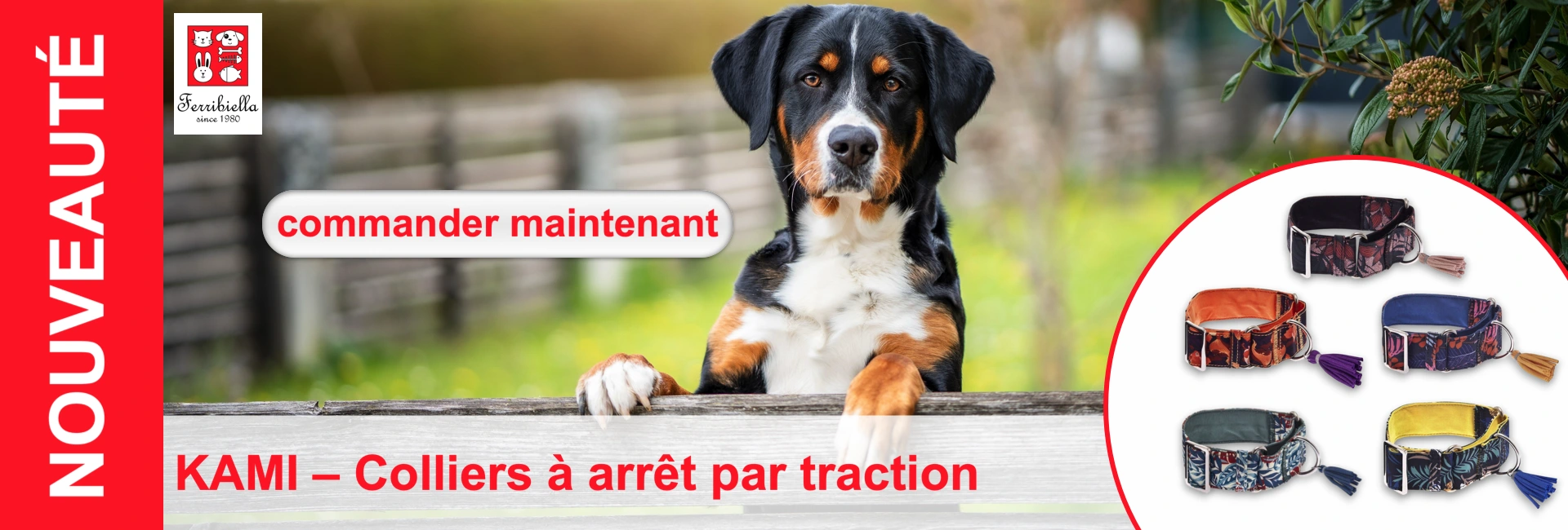 Bouvier d'Entlebuch au pelage noir, blanc et marron se tient derrière un banc en bois à l'extérieur, les colliers de chien sont à droite.
