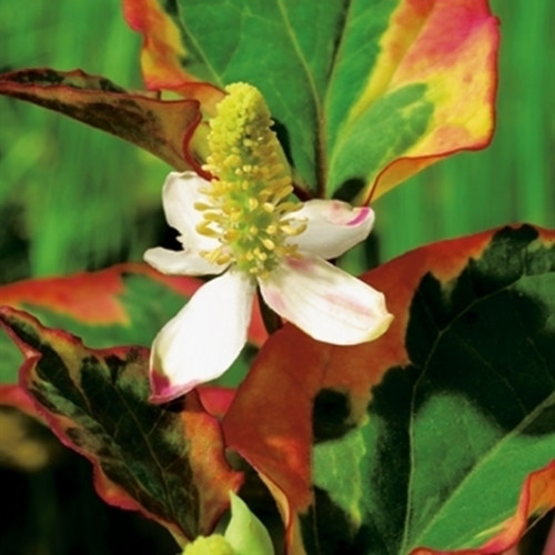 Nahaufnahme einer bunten Kletterpflanze mit weißen Blüten und gelben Blütenständen vor grünem Hintergrund.