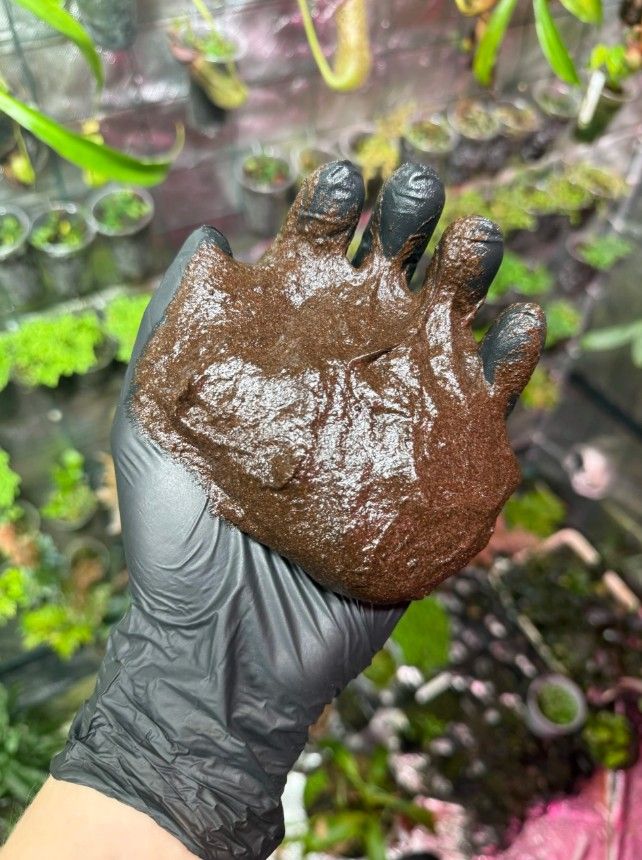 Una mano guantata con il composto MossBase davanti alle piante, per terrari/paludari.