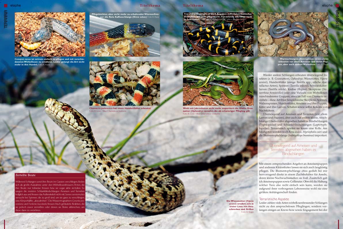 Terraria 55 - Schlangen, die Wirbellose fressen