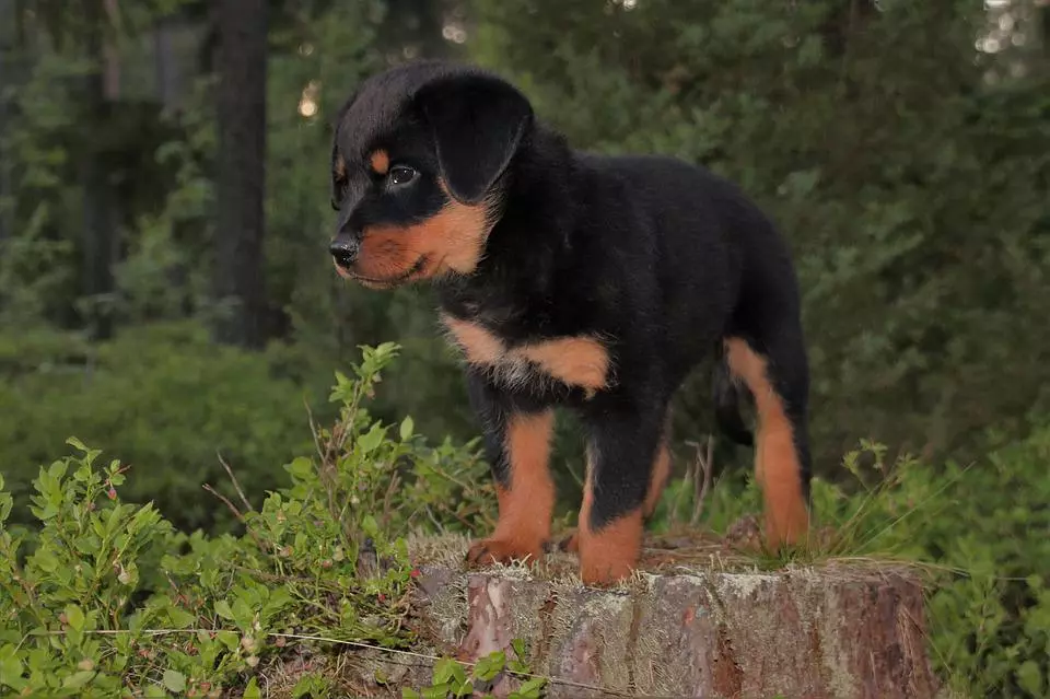 rottweiler-welpe Rottweiler