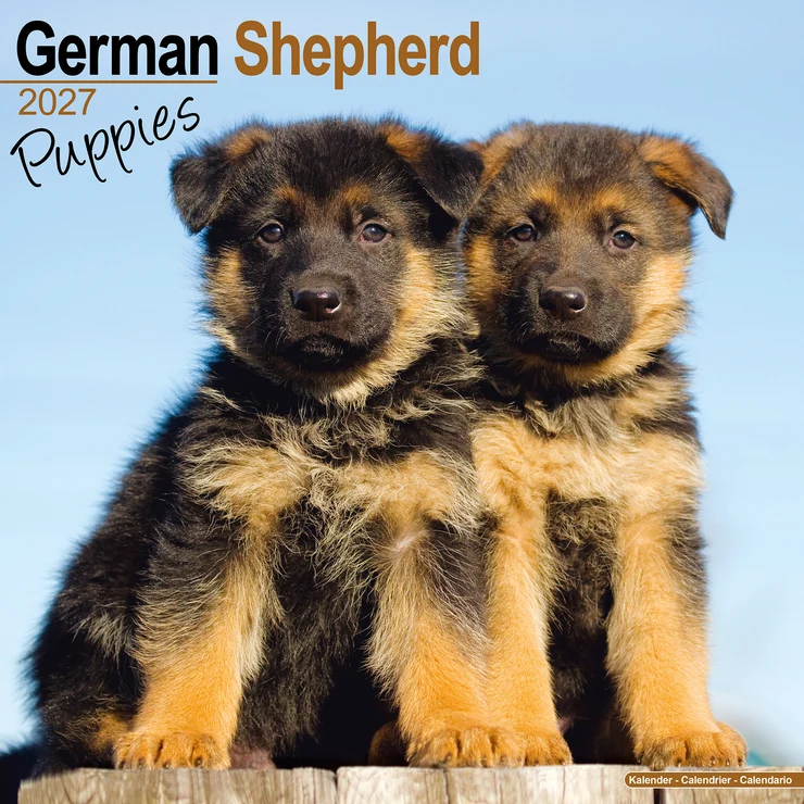 Kalender 2027 Deutscher Schäferhund - Welpe