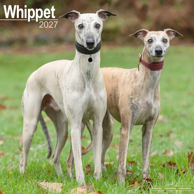 Calendario 2026 Whippet
