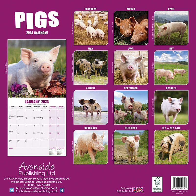 Kalender 2024 Schweine - Pigs
