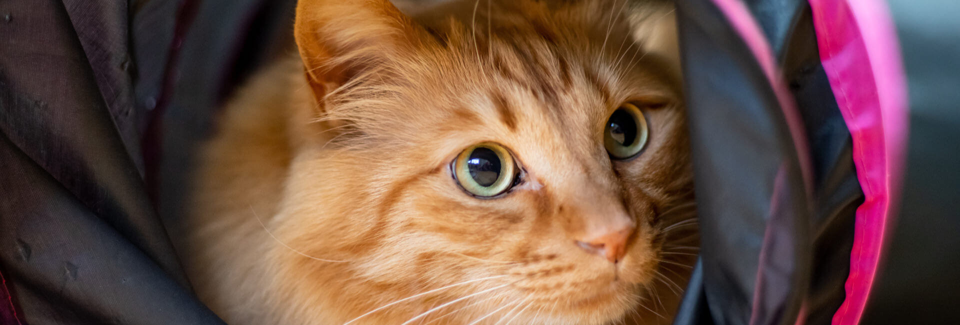 Katzen Spielzeug Rascheltunnel