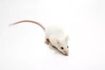 Futtermäuse 26-30 g 