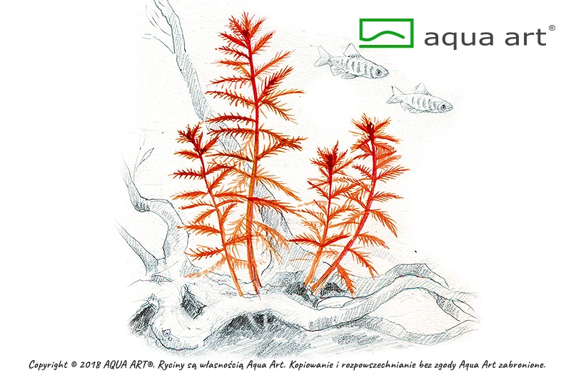 Proserpinaca palustris Proserpinaca palustris