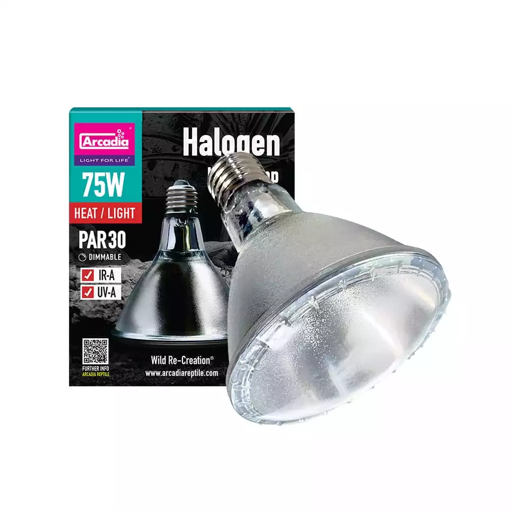 Arcadia Halogen Lampe