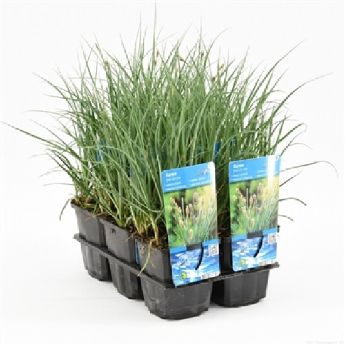 Une barquette en plastique noir contenant plusieurs petits pots remplis d'herbes vertes qui poussent en hauteur. De petites étiquettes sont accrochées à certains pots.