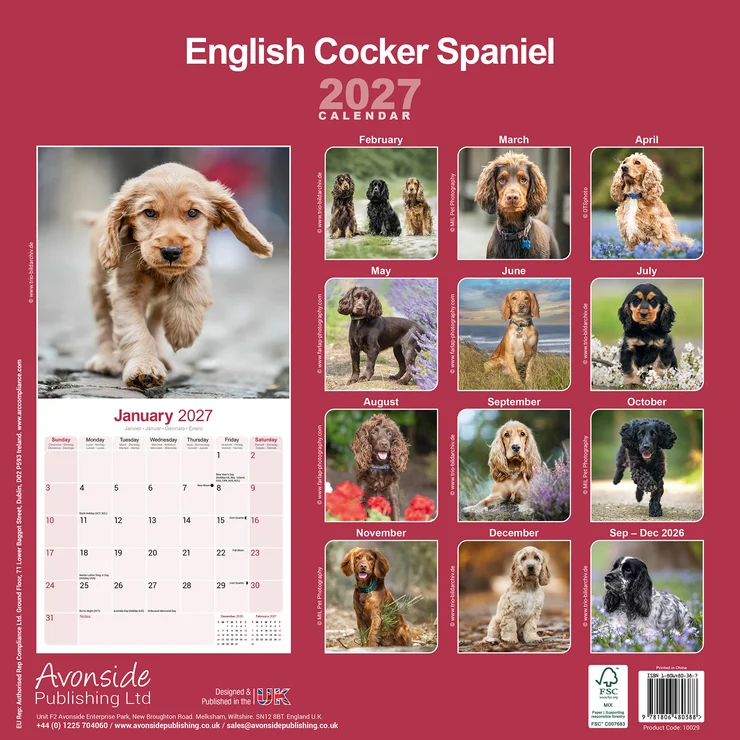 Kalender 2027 English Cocker Spaniel