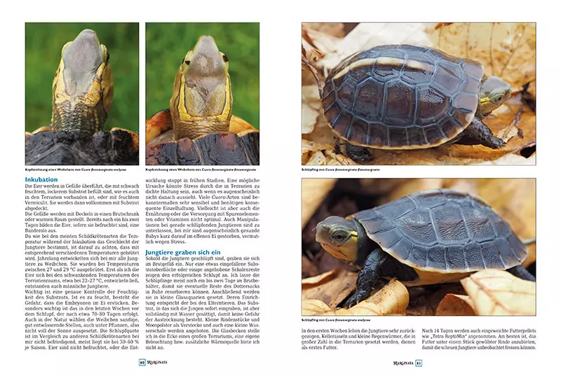 marginata-45-schildkroeten-des-indischen-subkontinents-3 Marginata 45 - Die Schildkröten des Indischen Subkontinents