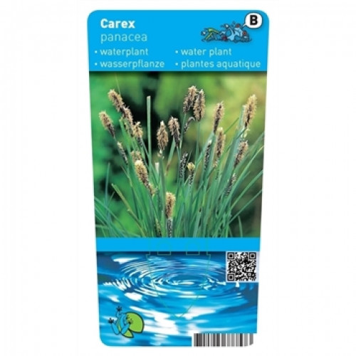 Étiquette d'une plante aquatique Carex panacea aux tiges vertes et aux inflorescences brunes. En bas, une image d'eau avec des vagues.