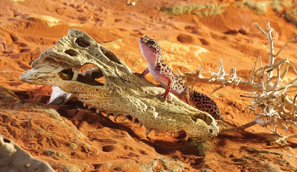 Exo Terra Crocodile Skull