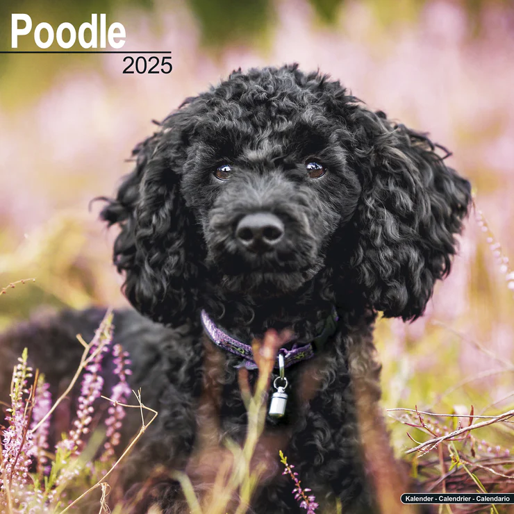 Kalender 2025 Pudel - Poodle - Caniche