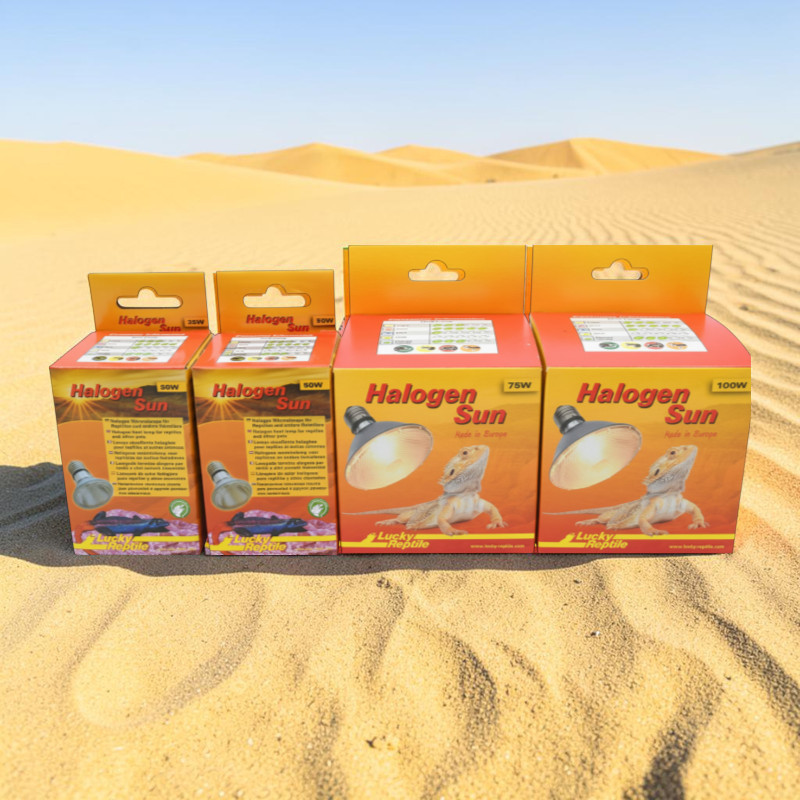 Four orange-red ‘ Lucky Reptile ’ Halogen Sun packs for 35W, 50W, 75W and 100W are lined up on light-coloured desert sand. The 75W and 100W packs feature a glowing lamp and a bearded dragon. Sand dunes, blue sky.