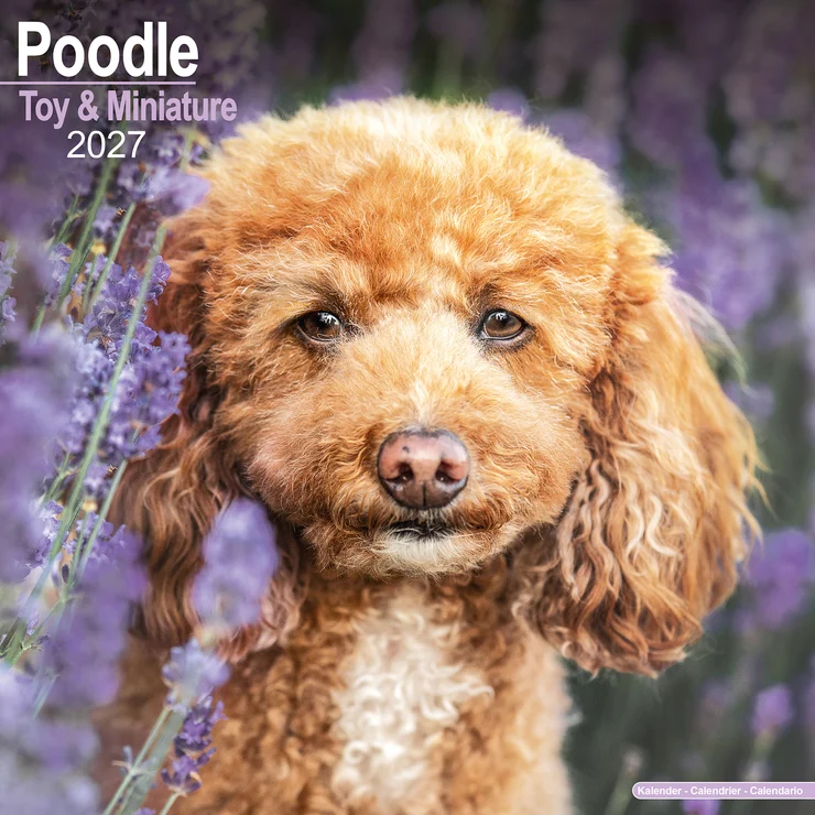 Kalender 2027 Zwergpudel - Toy Poodle - Miniature Poodle