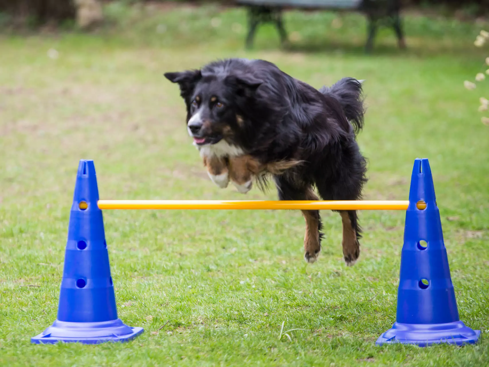 agility-kreis-1 Bâton Procyon