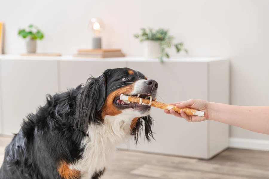 Un bovaro bernese dal manto nero, marrone e bianco tiene in bocca un lungo osso da masticare color marrone chiaro. Una mano umana tiene l'estremità dello snack. Lo sfondo mostra una stanza luminosa con mobili bianchi e piante.