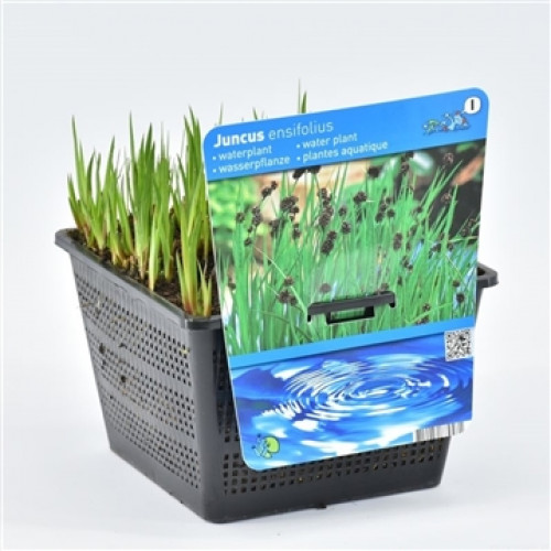 Black lattice pot with rush plants and a label with the name "Juncus ensifolius".