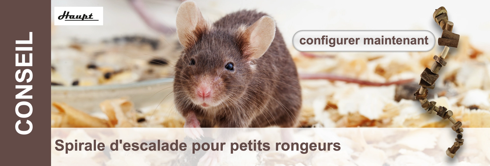 Une souris domestique brune devant des copeaux de bois et une spirale à grignoter pour les petits rongeurs.