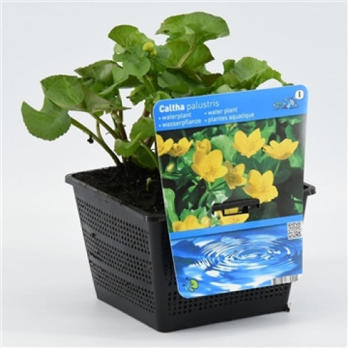 Marsh marigold in a pot with plant label against a light-coloured background.