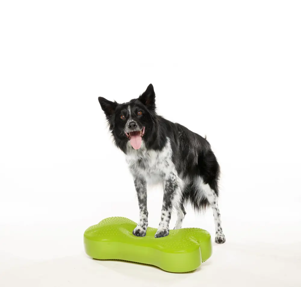 Ein schwarz-weißer Border Collie steht auf einem leuchtend grünen, knochenförmigen Balancekissen. Er blickt aufmerksam mit offenem Maul und herausgestreckter Zunge nach vorne. Das Kissen hat eine genoppte Oberfläche. Hintergrund weiß.