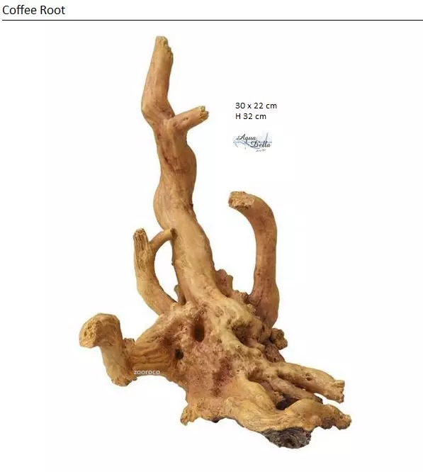 Aqua Della Coffee Root