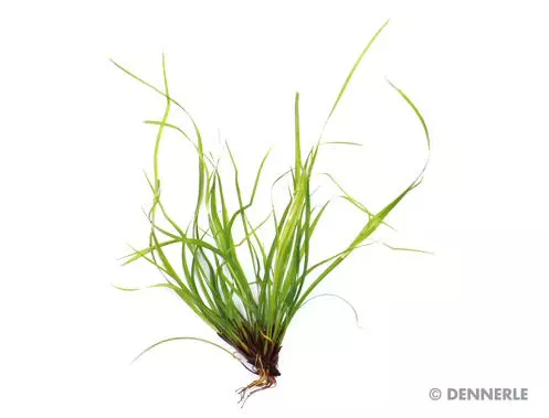 Dennerle-Dennerle-Juncus-repens-In-Vitro-1 Dennerle Juncus repens In-Vitro