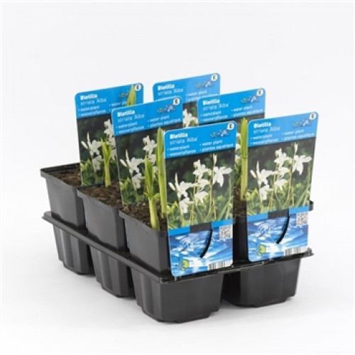 Sei giovani piante acquatiche Bletilla striata Alba in vasi di plastica neri, disposte ordinatamente su un vassoio. Ciascuna presenta un'etichetta blu con nome, immagine dei fiori bianchi, codice QR e simboli. Vasi con terriccio, germogli verdi.