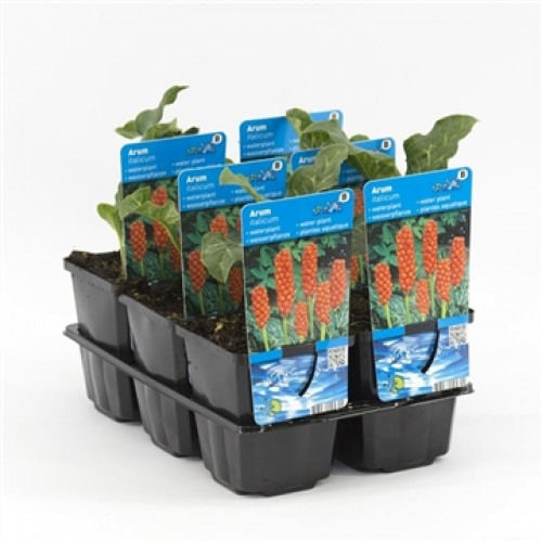 Eine Ansammlung von Arum italicum Pflanzen in schwarzen Plastikbehältern, begleitet von blauen Etiketten mit Produktinformationen.