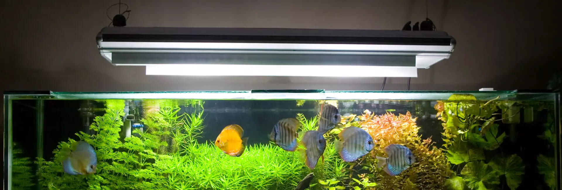 Aquarium Lampensysteme Aquarium Lampensysteme