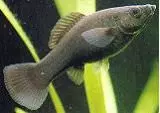 blackmollyw Weibchen