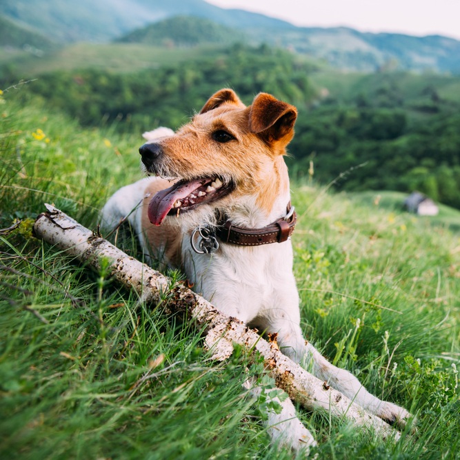 Ein Drahthaar Fox Terrier liegt entspannt im Gras mit einem Stück Holz und blickt aufmerksam nach rechts.